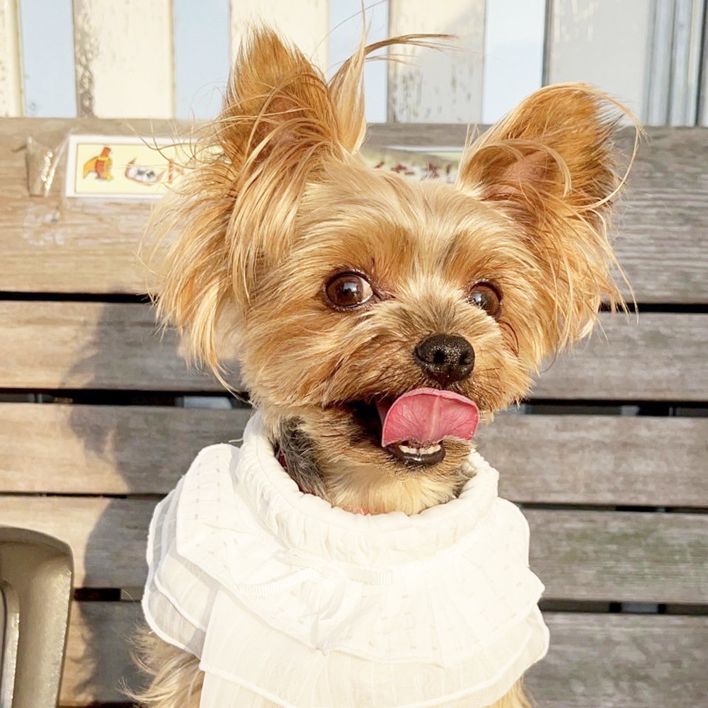 卒業犬あんなちゃんの近況♪